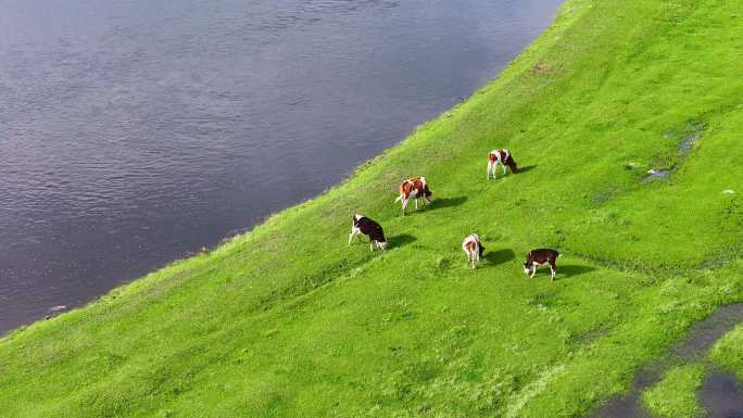 呼伦贝尔 草原 河流 奶牛 健康