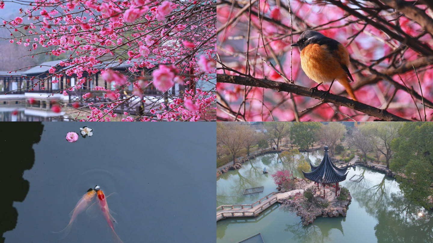 苏州梅花