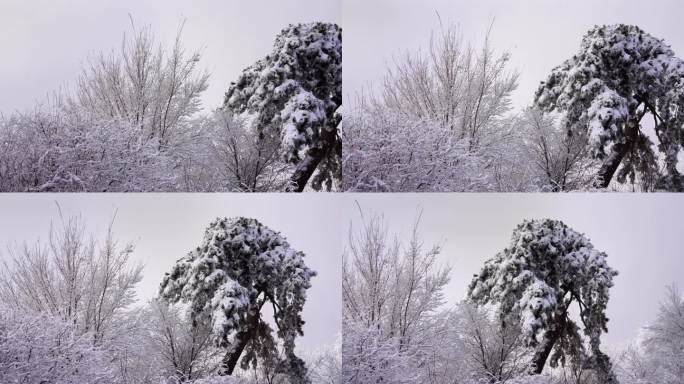 秦岭美丽的雾凇雪松美景29