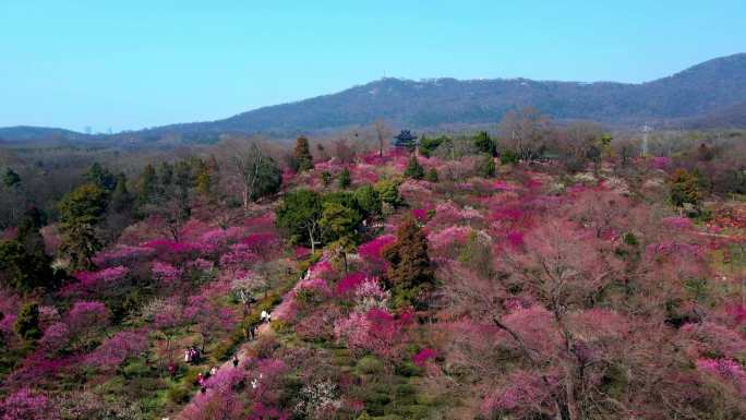 4K南京明孝陵景区石象路梅花山观梅轩航拍