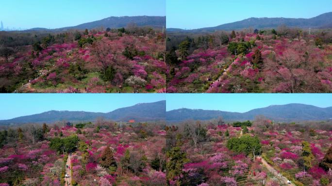 4K南京明孝陵景区石象路梅花山观梅轩航拍