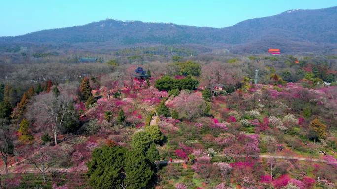 4K南京明孝陵景区石象路梅花山观梅轩航拍