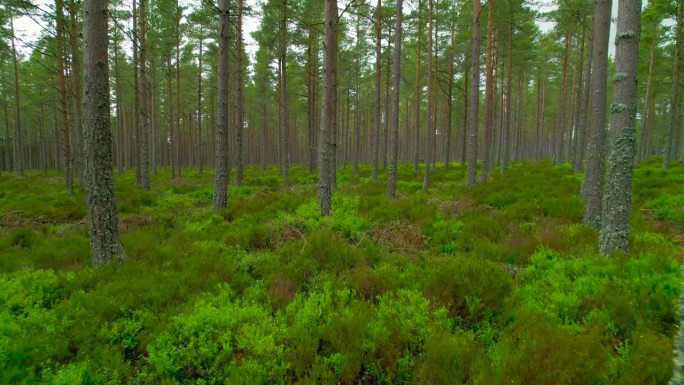 在苏格兰的荒野中，无数的树干上长满了地衣