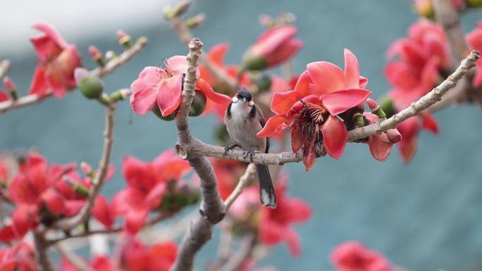 木棉花与小鸟3