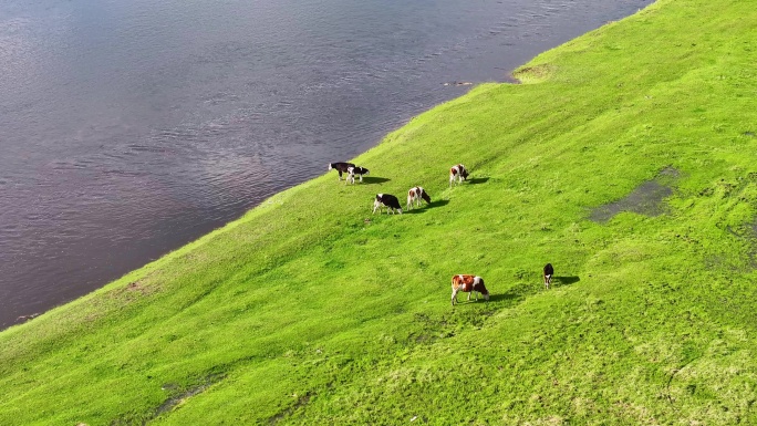 航拍草原河边的牛