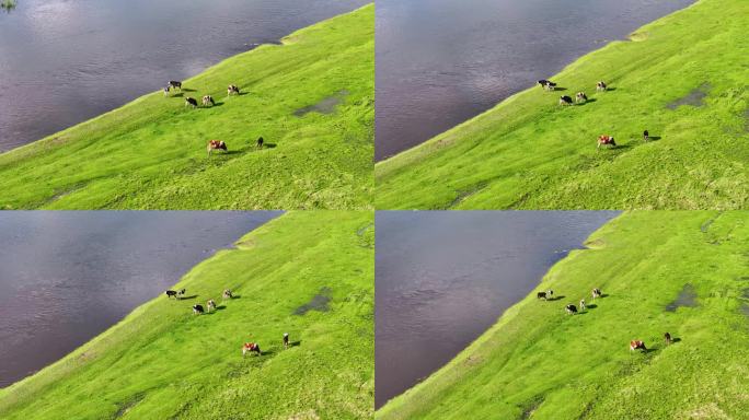 航拍草原河边的牛