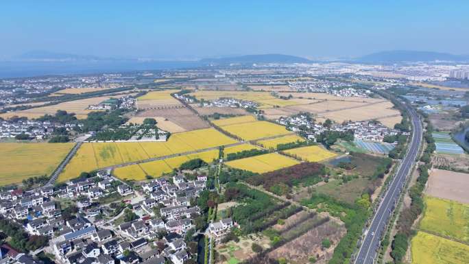 金色稻田航拍大米粮食丰收收割