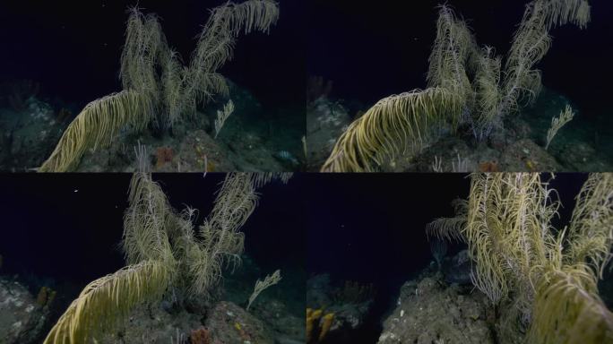 一只海龟在夜间潜水时躲在海底植物后面。在佳能R5上以4K拍摄。