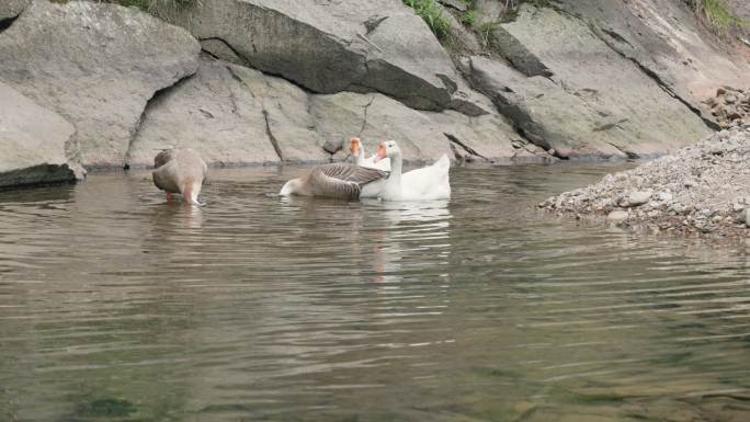 一群大白鹅在河里一起游泳戏水打闹