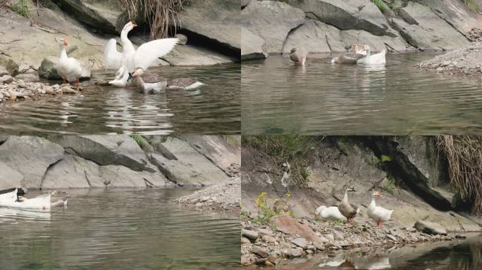 一群大白鹅在河里一起游泳戏水打闹