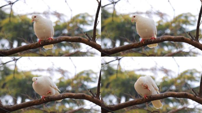 树枝上的鸽子白色的小鸟站在树枝上