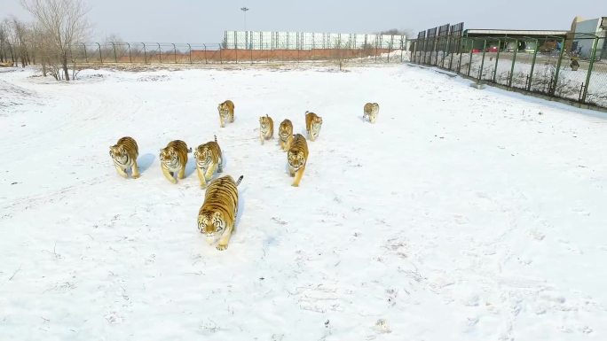 沈阳 怪坡东北虎园 老虎在雪地行走 航拍