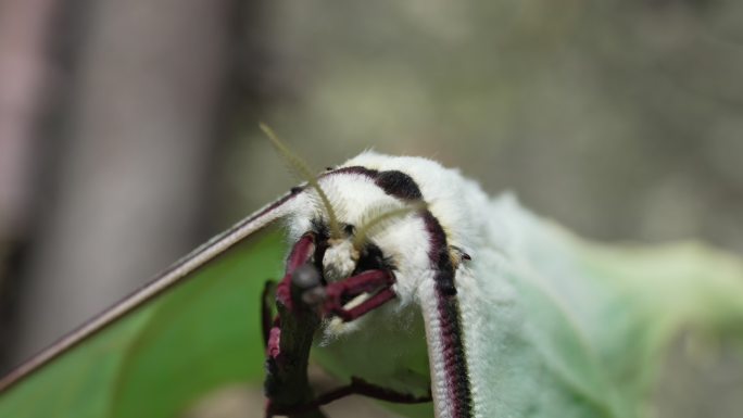 绿尾大蚕蛾中大型的农业害虫细节特写