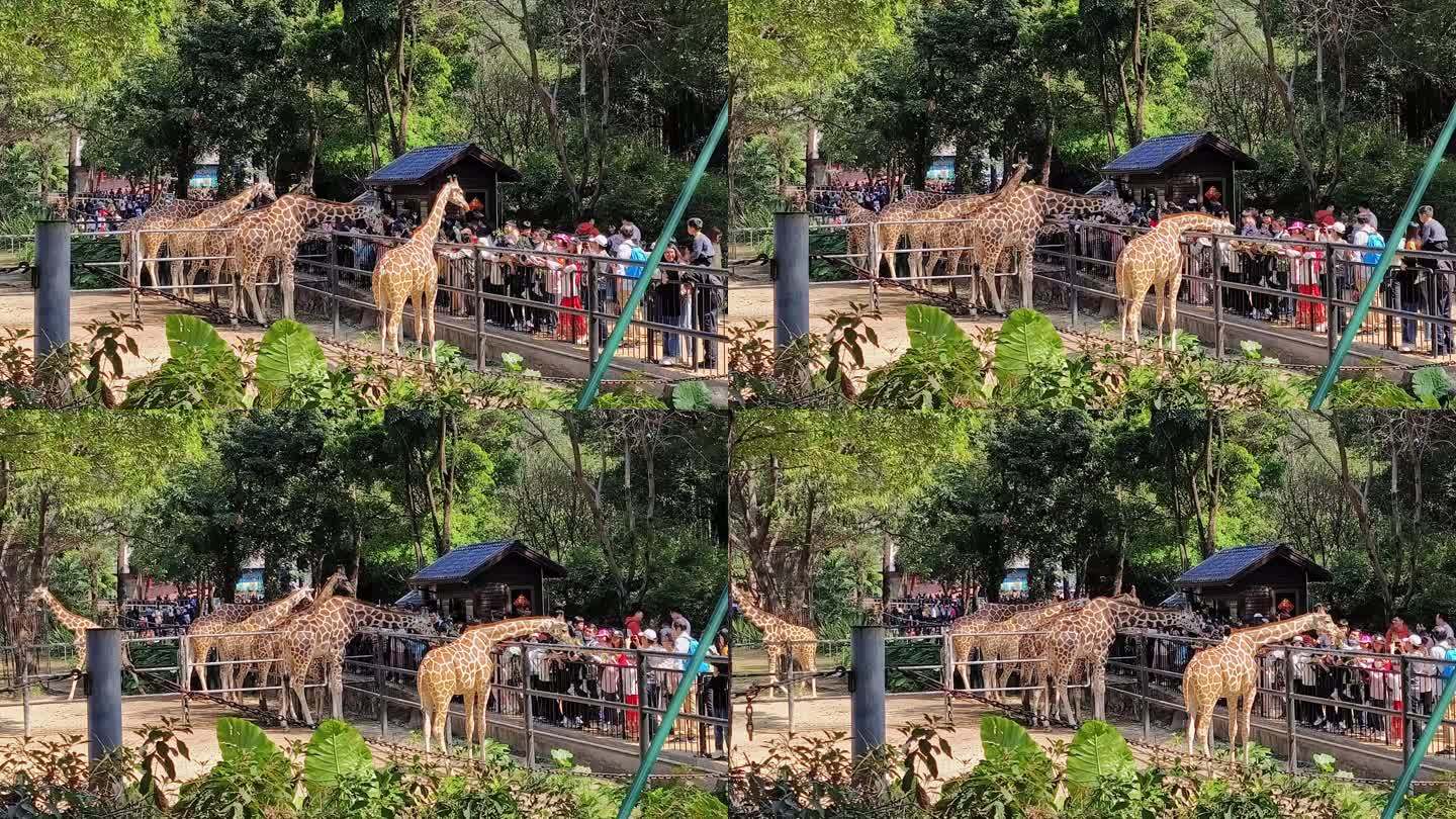 长颈鹿 动物园 喂食 圈养