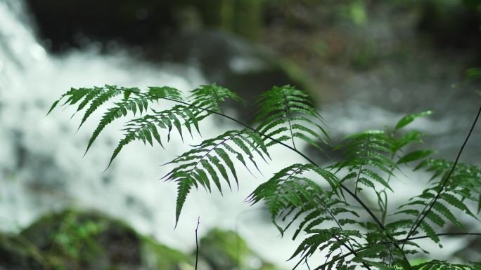海南大自然森林雨滴下雨河流山水农业风景