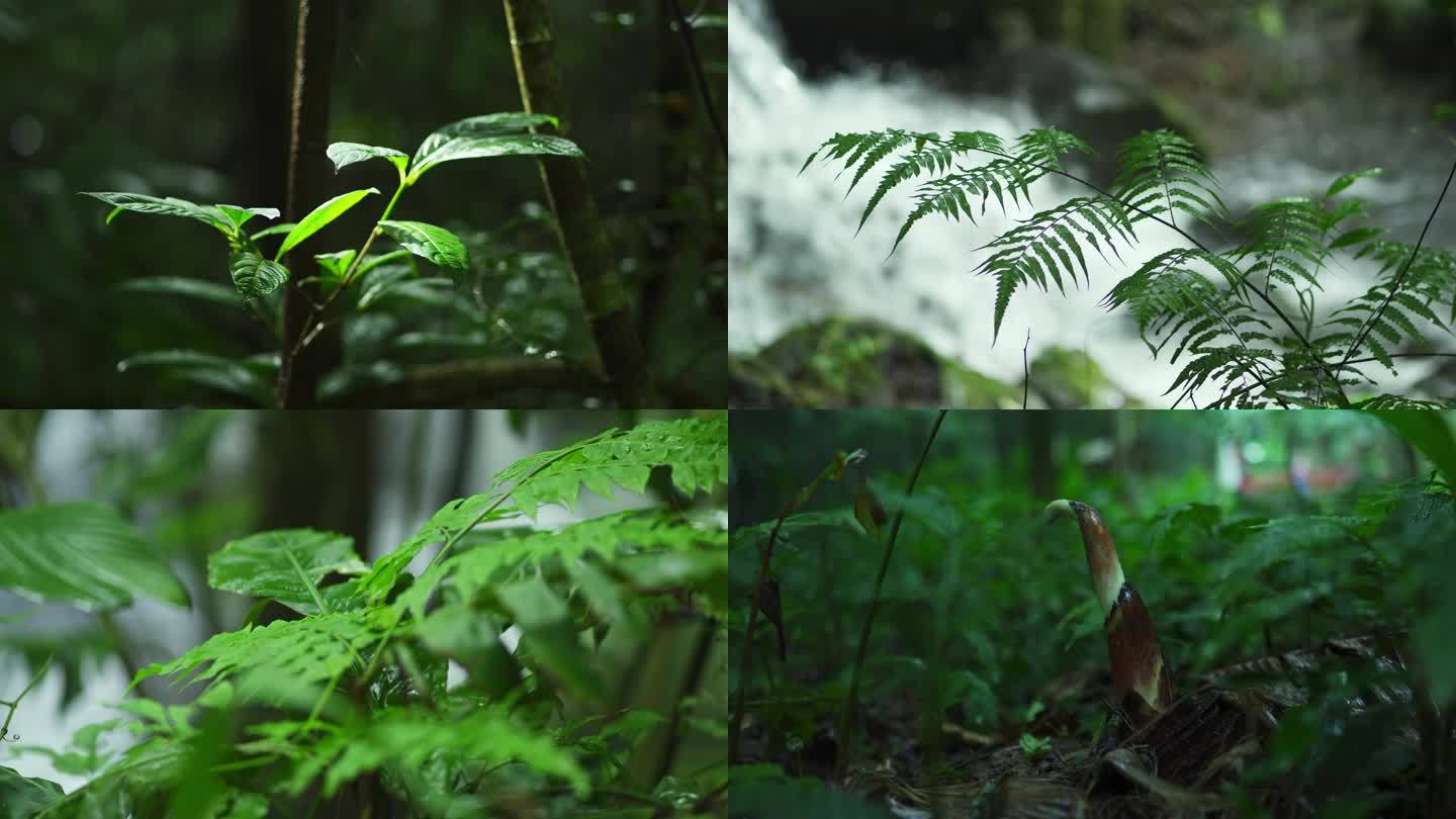 海南大自然森林雨滴下雨河流山水农业风景