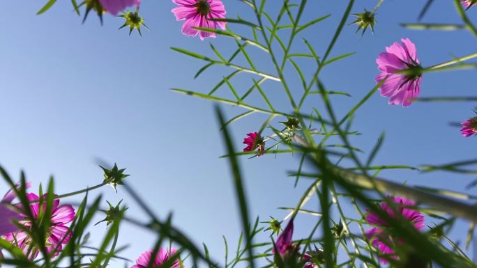 波斯菊 格桑花 天空 低角度合集