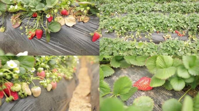 大棚种植 草莓花 牛奶草莓