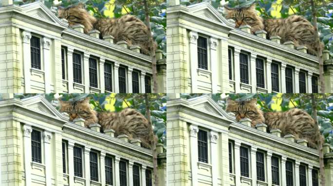 一只有趣的猫站在一座小房子的屋顶上