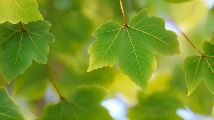 春季百花齐放万物复苏孕育新生命素材合集