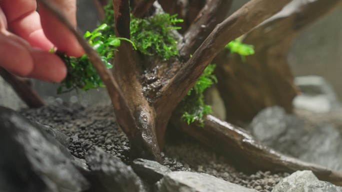 男手用胶水在水产鱼缸里种植阿努拜斯娜娜