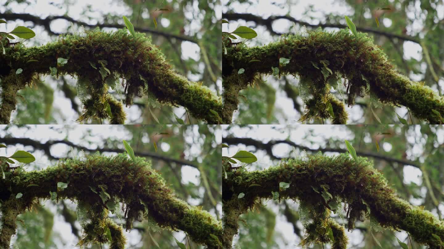 （实拍）青苔苔藓植被