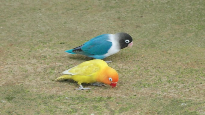 费希尔的爱情鸟(Agapornis fischeri)，卢蒂诺黄、橙、蓝突变羽毛啄食种子，在蒙古大拉