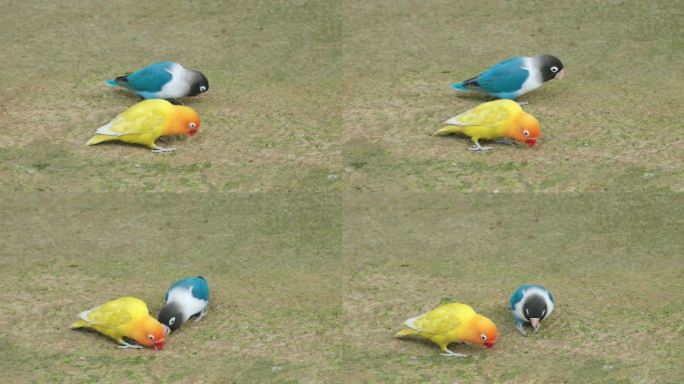 费希尔的爱情鸟(Agapornis fischeri)，卢蒂诺黄、橙、蓝突变羽毛啄食种子，在蒙古大拉