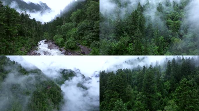 云雾缭绕的原始森林