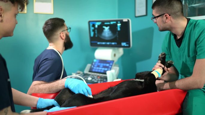 宠物犬超声检查。医疗动画人体结构演示手术
