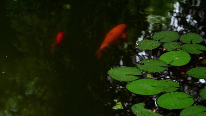池塘红鲤鱼