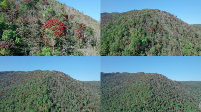 满山的马缨杜鹃花花海航拍