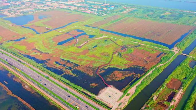 红碱蓬草、湿地、水面鸟群航拍