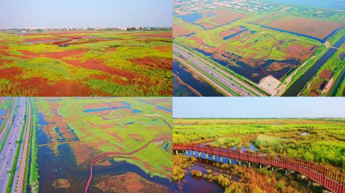 红碱蓬草、湿地、水面鸟群航拍