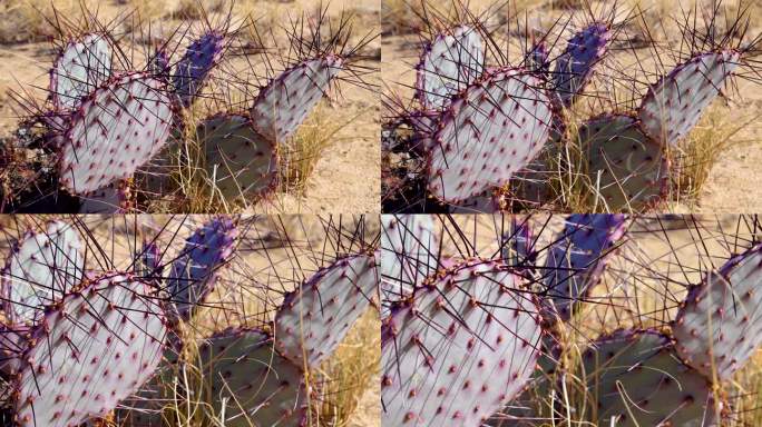 紫刺梨，黑刺梨(大刺梨)。亚利桑那州沙漠里的仙人掌。