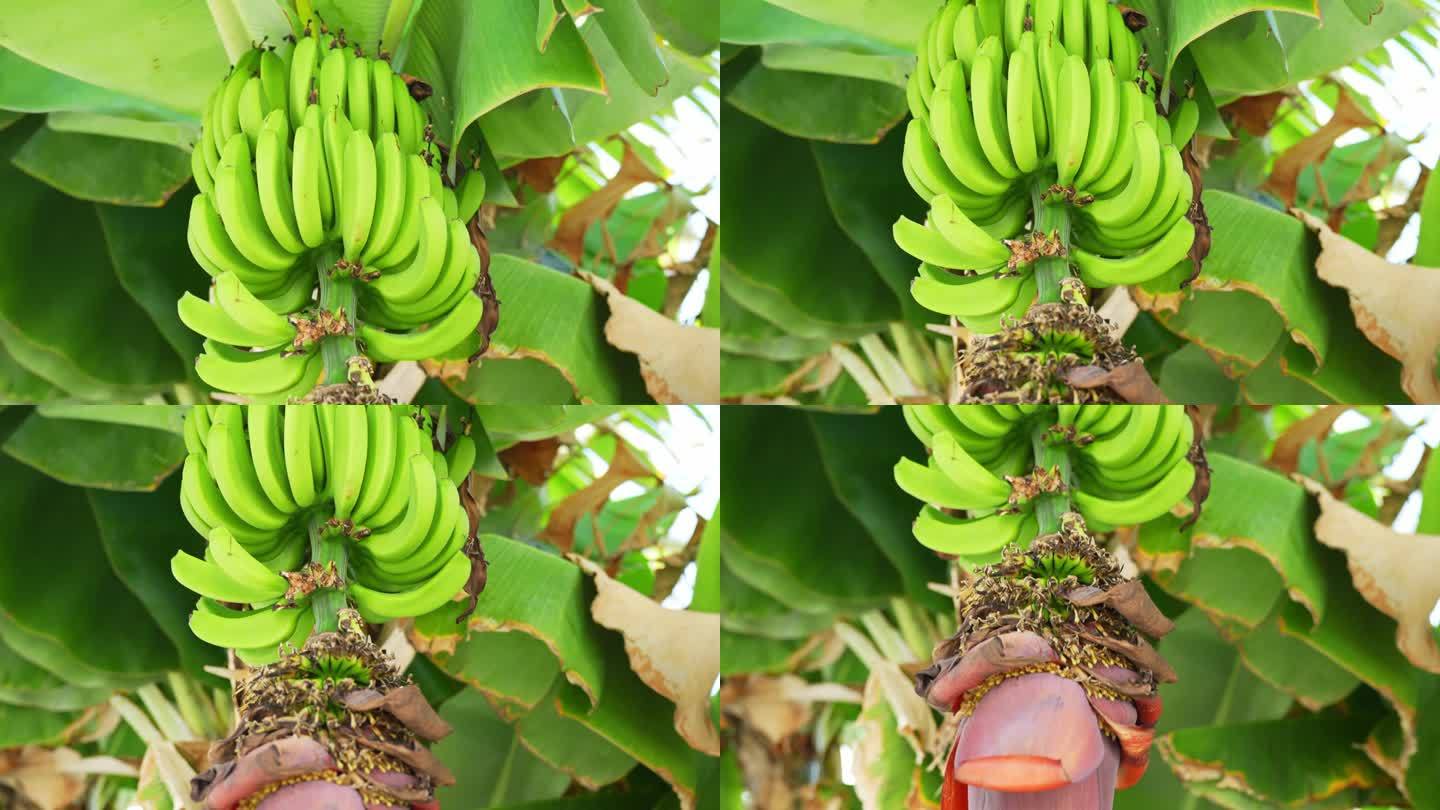 一串香蕉挂在树上，香蕉花挂在树上，动态地向下倾斜