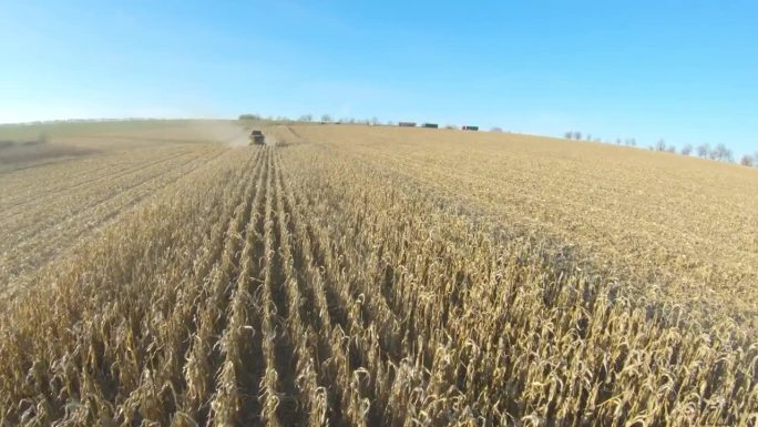 收割玉米或小麦作物的联合收割机俯视图。从收割大麦或玉米秸秆的收割机上空飞过。在农场工作的农业机械。收