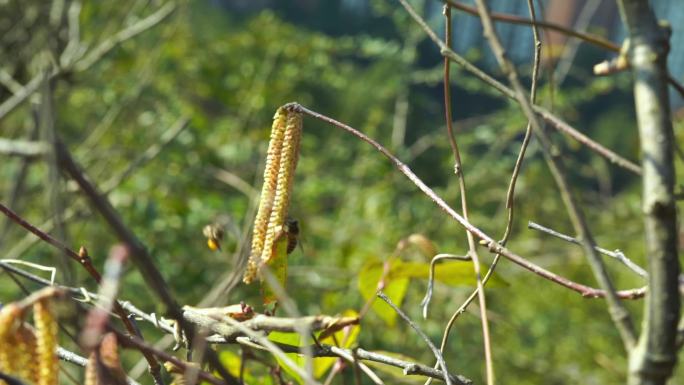 青杠树花 蜜蜂 蜂蜜青杠树花采蜜 花开