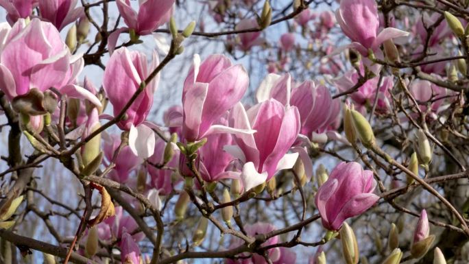 开花的白玉兰树枝上挂着许多美丽的春花