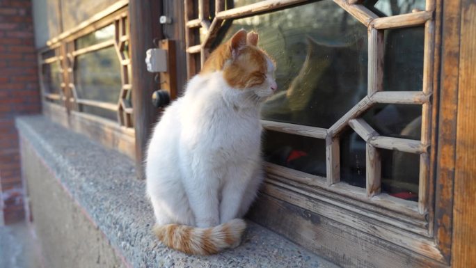 乡下的猫在院子的窗台上休息