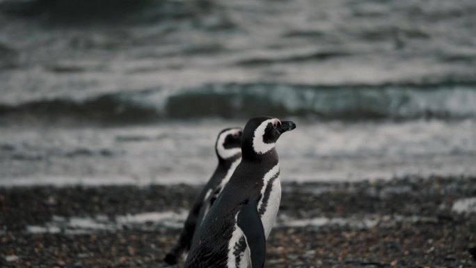 麦哲伦企鹅在阿根廷火地岛马提略岛的海滩上——跟踪拍摄