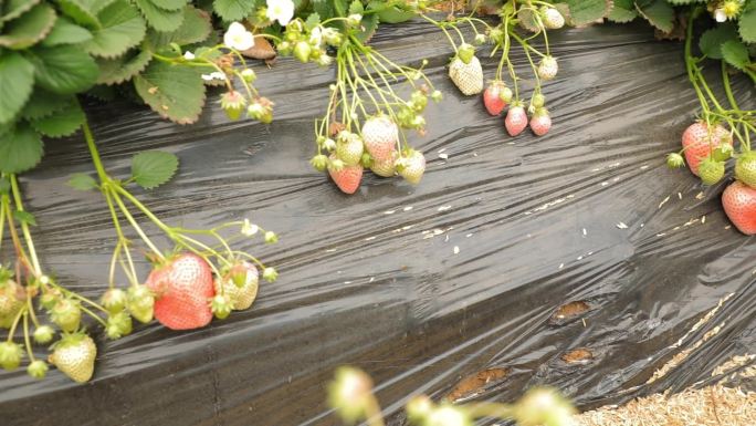 采摘草莓  大棚种植 草莓花 牛奶草莓