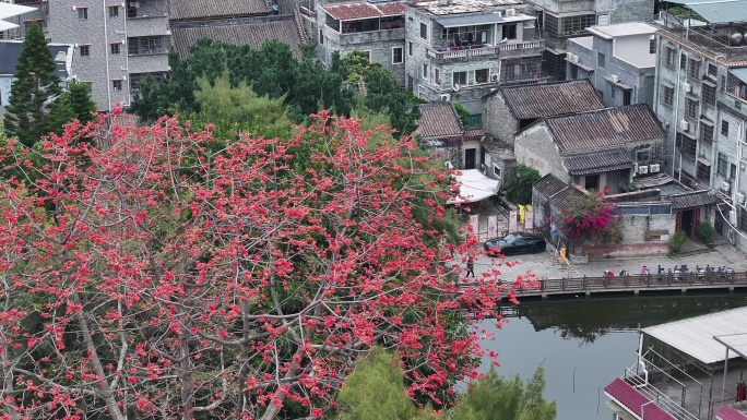 中国广东省广州市海珠区黄埔村木棉花