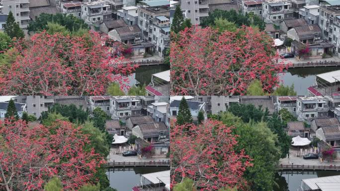 中国广东省广州市海珠区黄埔村木棉花