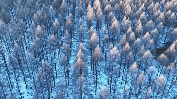 鸟瞰林海雪原阳光松林