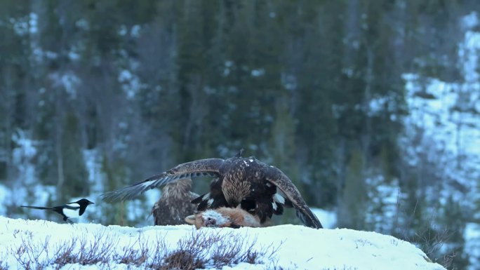 金鹰在吃死狐狸，欧亚喜鹊在咬它的翅膀。慢动作