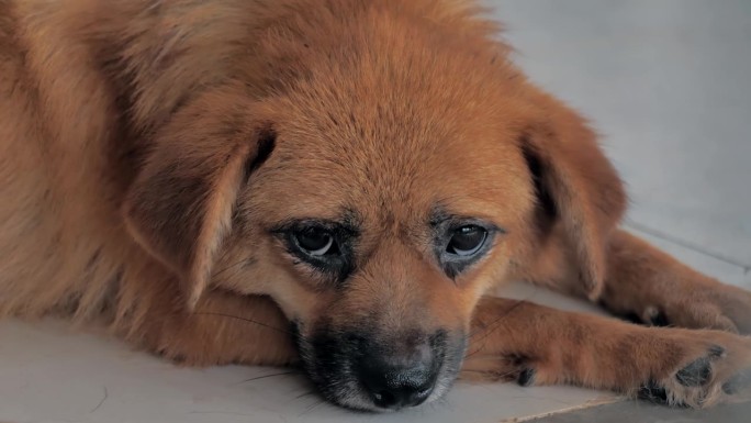 孤独的流浪狗躺在收容所的地板上，忍受着饥饿悲惨的生活，无家可归。动物庇护所概念
