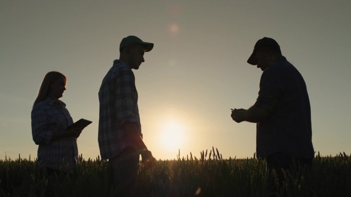 一群农民在田间劳作，交流讨论。站在夕阳西下的麦田背景下
