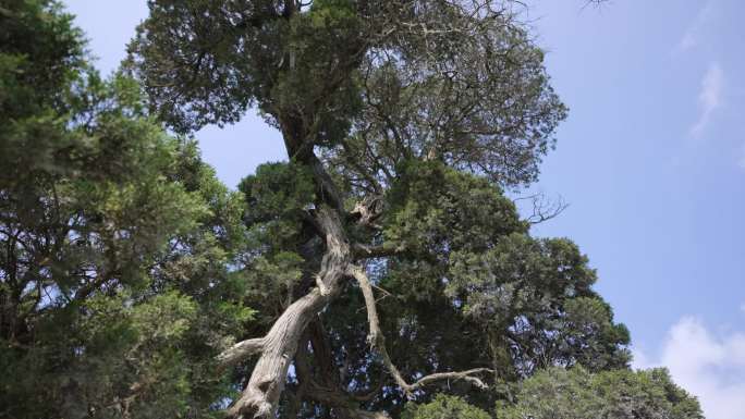600年古树柏木大树