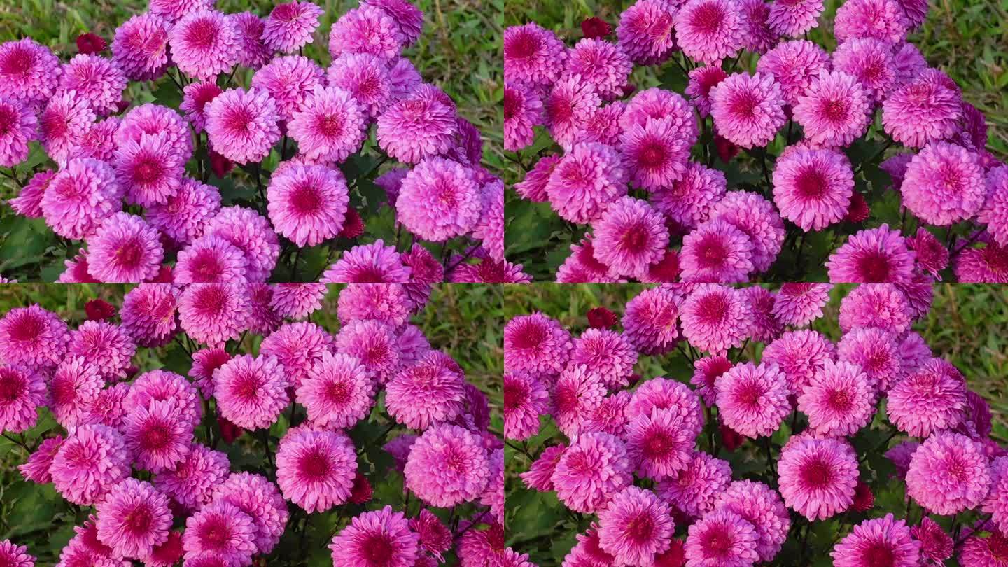 天堂紫粉花园菊或菊花在花园里盛开。
